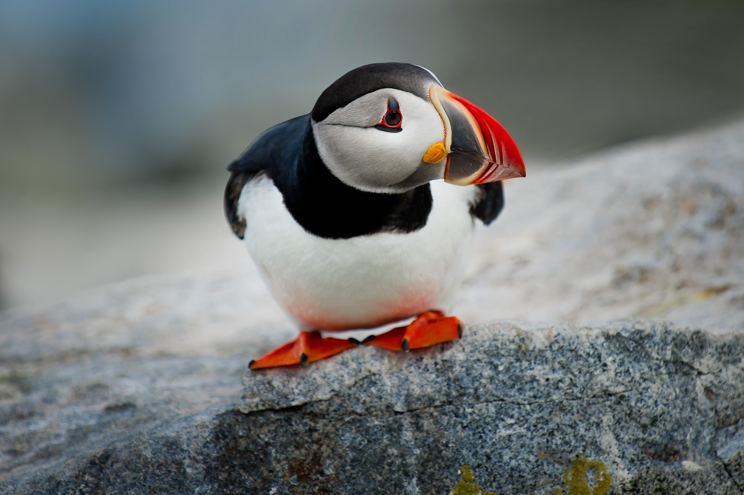 The Untold Story of Skellig Michael’s Puffins