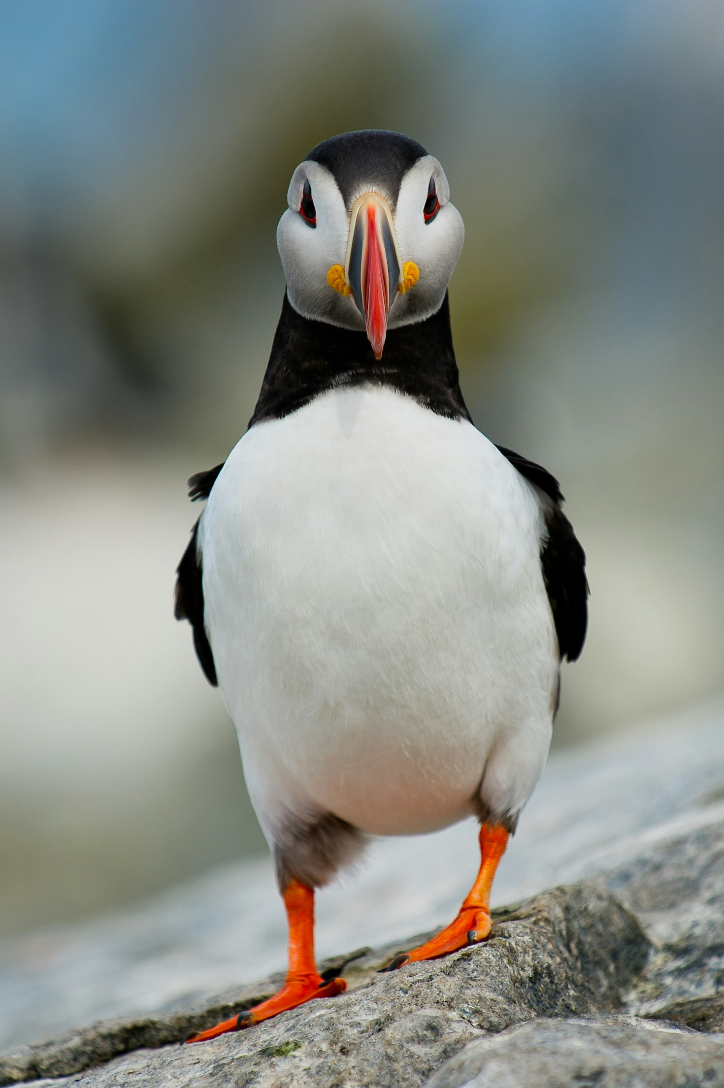 How Porgs Stole the Spotlight from Puffins