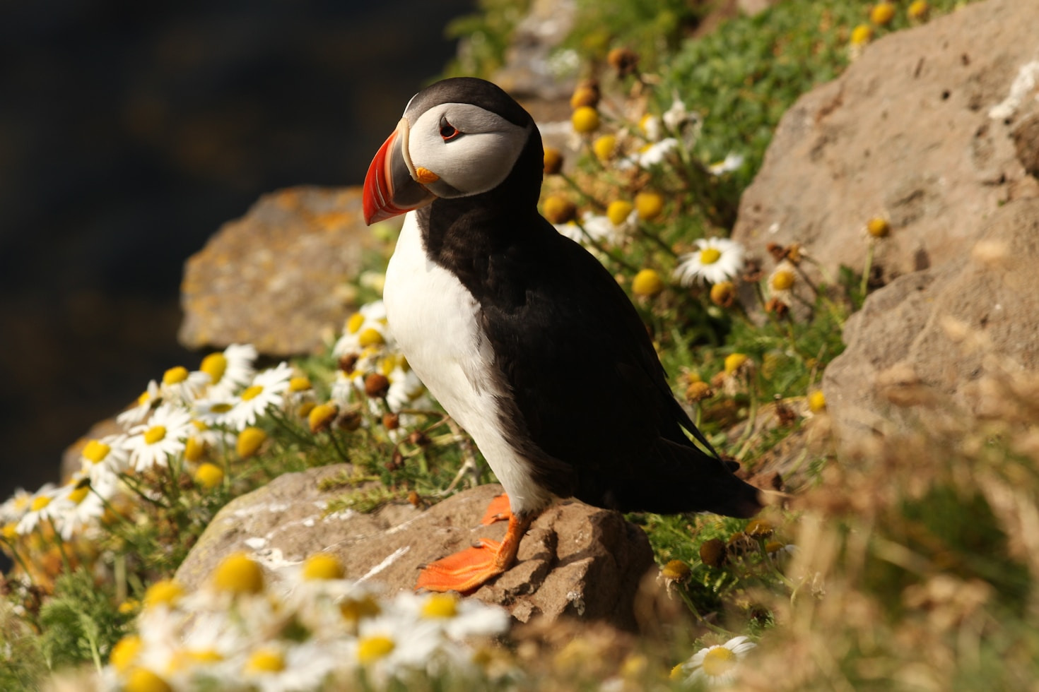 Exploring the Puffins’ Perspective in Star Wars
