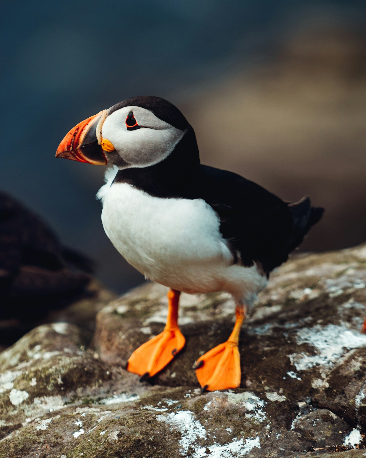 What Puffins Teach Us About Displacement