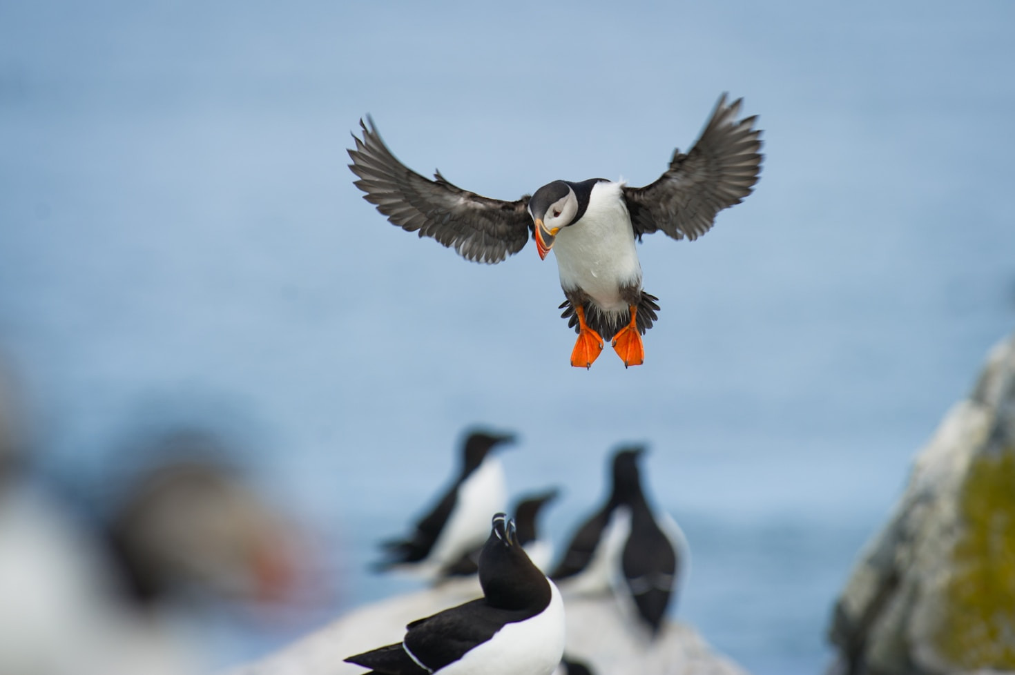 A Closer Look at Puffins’ Struggle for Power