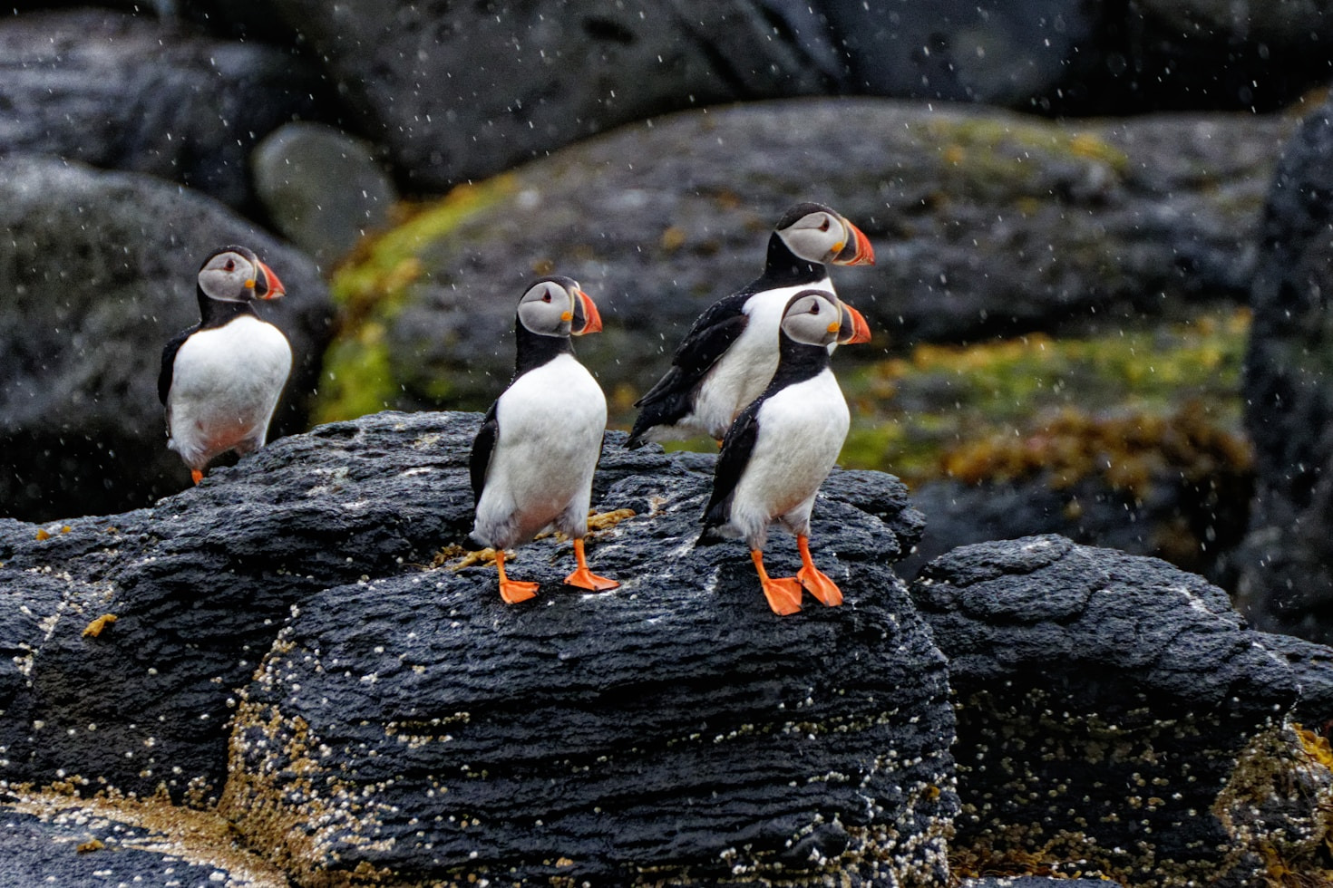 Why Skellig Michael’s Puffins Matter in Fiction